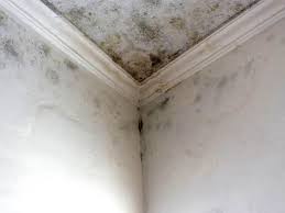 Best Post-Construction Mold Inspection  in , ME